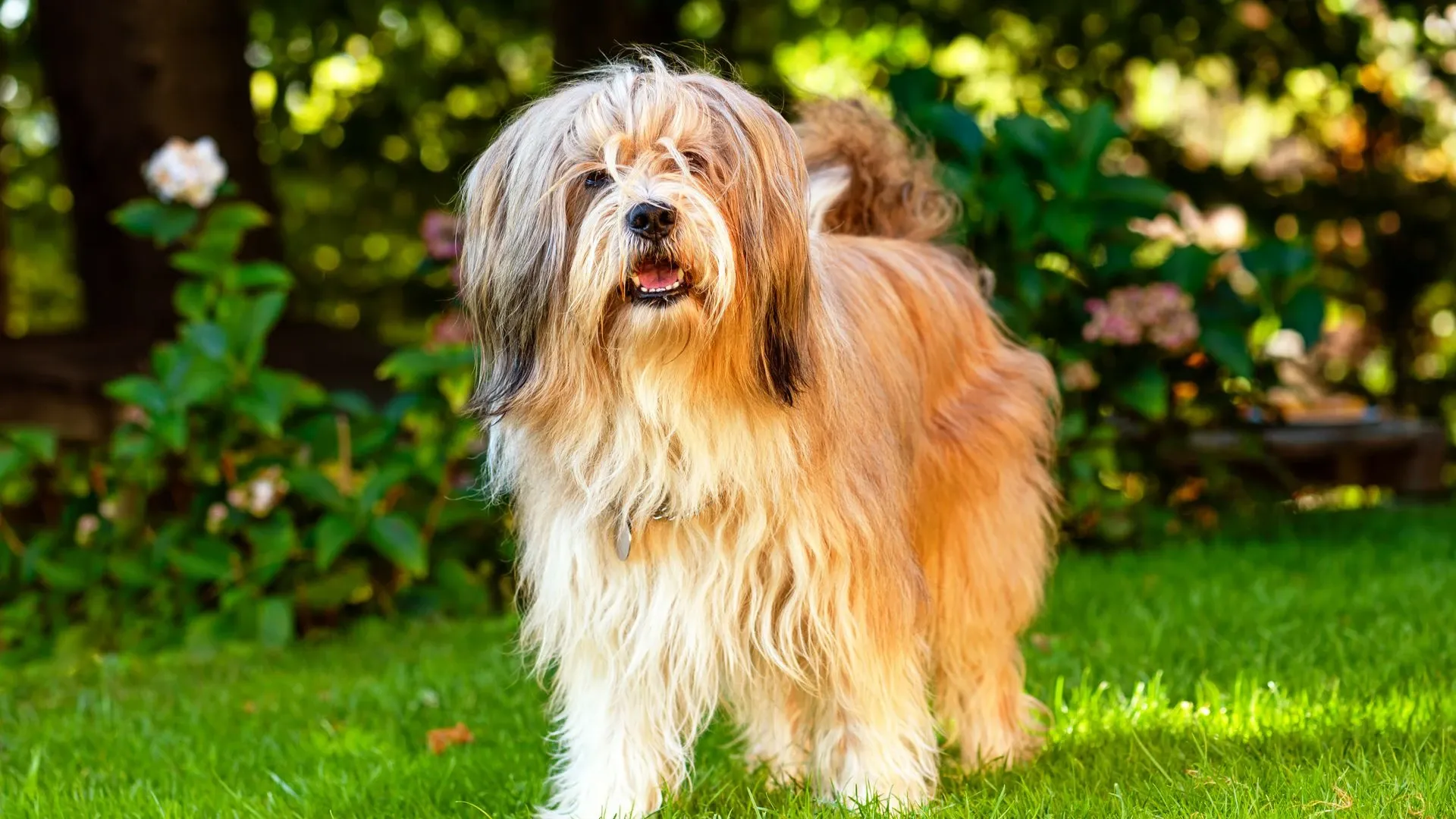 Tibetan Terrier
